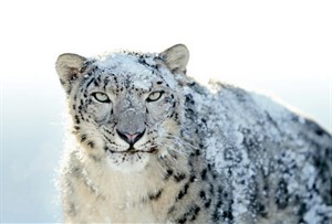 Mac OS X 10.6.5: "Báo tuyết" lên đời