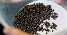 Nhiều hạt nho cổ 5.000 năm tuổi được tìm thấy ở Izmir