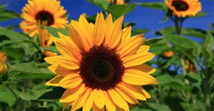 Cách làm thiệp hoa hướng dương handmade tặng thầy cô