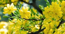 Cách chọn mai thế đẹp chơi Tết
