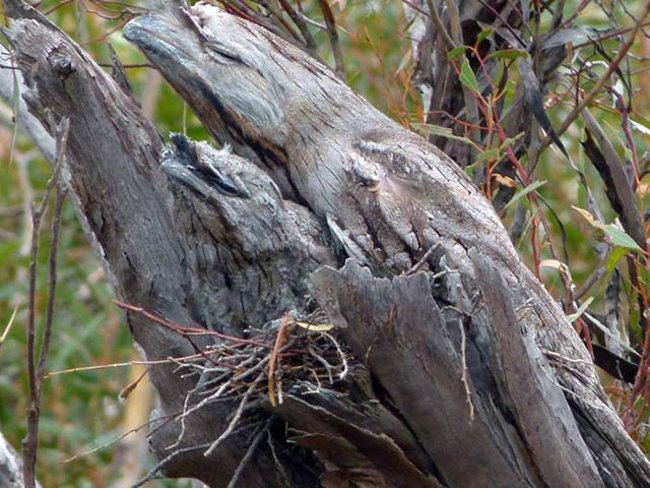 Bạn có thể nhìn thấy bao nhiêu con chim trong bức ảnh này?