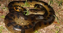 Rợn gáy với màn săn chuột lớn nhất thế giới của "quái thú" khổng lồ Anaconda