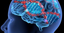 Chính thức tìm ra gen xấu và các biến thể gây hại liên quan đến lão hóa não