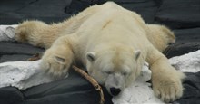Gấu Bắc Cực trắng chết vì thất tình khiến nhiều người đau xót