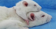 Các nhà khoa học ghép thành công chuột 2 đầu