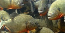 Rơi xuống sông, cò con bị đàn piranha xơi tái trong nháy mắt