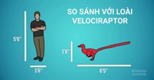 So sánh về kích thước, con người đứng tới đâu của một con khủng long?