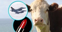Làm son môi, nhiện liệu máy bay: Bò có nhiều tác dụng hơn bạn tưởng