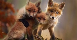 Tìm hiểu các phiên bản của Firefox: Firefox Quantum, Nightly, Beta, Developer, Extended Support Release