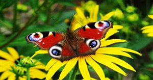 Những loài bướm đẹp nhất thế giới