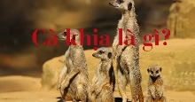 Cà khịa là gì?