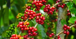 Giá cà phê hôm nay 20/02/2026