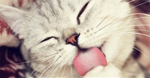 Mlem mlem là gì?