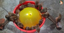 Cả lũ chuột sập bẫy cùng lúc vì một quả bóng bay, xô nhựa và mồi