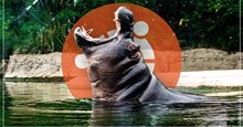 Ubuntu 21.04 Hirsute Hippo chính thức phát hành cho desktop, server và Raspberry Pi