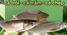 Cách phân biệt các loại cá chép, trắm, trôi... dành cho hội chị em vụng