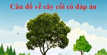 30+ Câu đố về cây cối cho trẻ