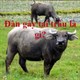Đàn gảy tai trâu là gì? Nguồn gốc và ý nghĩa của ‘Đàn gảy tai trâu’