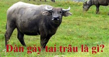 Đàn gảy tai trâu là gì? Nguồn gốc và ý nghĩa của ‘Đàn gảy tai trâu’