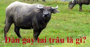 Đàn gảy tai trâu là gì? Nguồn gốc và ý nghĩa của ‘Đàn gảy tai trâu’