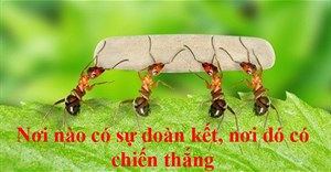 Những danh ngôn về tinh thần đoàn kết, tục ngữ sự đoàn kết vượt qua khó khăn truyền cảm hứng