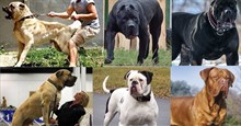 Những giống chó có lực cắn mạnh nhất, cực nguy hiểm