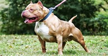 Hàm răng chó Pitbull khỏe cỡ nào mà có thể cắn chết người