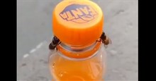 Video bắt quả tang 2 con ong làm việc teamwork để mở nắp một chai nước ngọt?