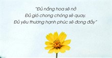 Câu nói hay về hoa, cap về hoa, stt về hoa hay và ý nghĩa
