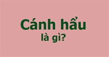 Cánh hẩu là gì?