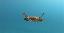 Hoá ra nhiều người vẫn chưa biết loài cua có thể bơi được