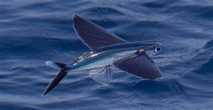 Cận cảnh cá chuồn bay chạy trốn cốc biển và cá nục đầy gay cấn