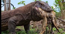 Rồng Komodo nuốt chửng rùa