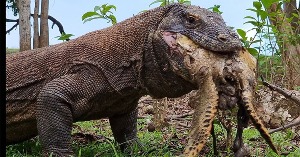 Rồng Komodo nuốt chửng rùa