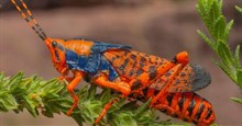 Cận cảnh các loài châu chấu rực rỡ, ấn tượng nhất thế giới