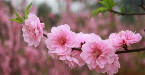 Thời tiết Tết âm lịch 2025: Miền Bắc chuyển rét từ 29 Tết, miền Nam ấm áp