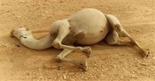 Vì sao xác lạc đà trong sa mạc bị coi là ‘vũ khí sinh hóa’ nguy hiểm, không ai dám động vào?