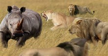 Đi săn tê giác, bầy sư tử nhanh chóng nhận ra sự thật phũ phàng