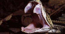 Cú đớp tử thần của loài rắn có răng nanh dài nhất