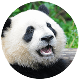 Cách cắt ảnh thành hình tròn trên Canva