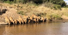 20 con sư tử dàn hàng ngang uống nước ‘đẹp tựa tranh vẽ’