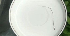 Pili - Loại cỏ đặc biệt có hạt giống biết chuyển động khi bị ướt