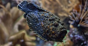 Loài cá nguy hiểm nhất thế giới, có tuyến nọc độc lớn nhất so với bất kỳ loài cá nào khác