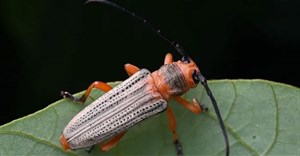 Cận cảnh 20 loài xén tóc độc đáo và kỳ thú của Việt Nam