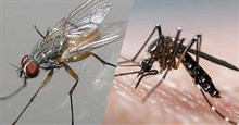 Bạn có thể phải 'trả giá đắt' vì hành động đập ruồi muỗi đậu trên cơ thể