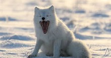 Những sự thật về cáo Bắc Cực có thể bạn chưa biết