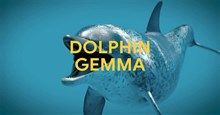 Google ra mắt DolphinGemma - Mô hình ngôn ngữ lớn mới hỗ trợ giải mã giao tiếp của cá heo