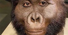 Paranthropus: Người anh em bị lãng quên của tổ tiên loài người có thể đã tạo ra công cụ đầu tiên trên thế giới