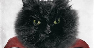 Mèo đen trở thành biểu tượng của Halloween như thế nào?