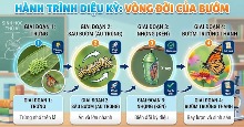 [Video] Hướng dẫn tạo infographic Vòng đời cho học sinh
